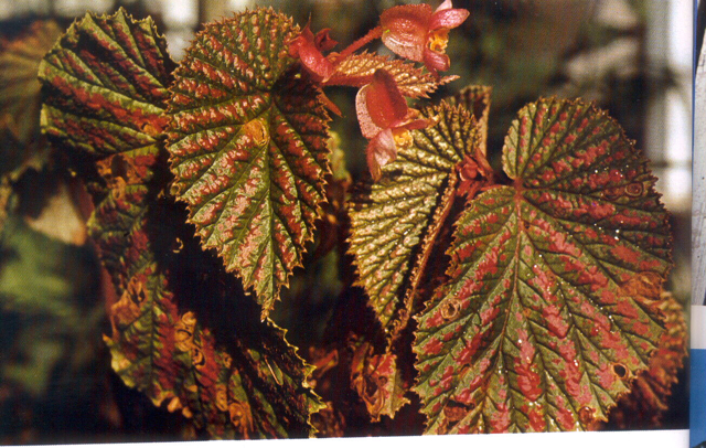 B. brevirimosa subsp. exotica